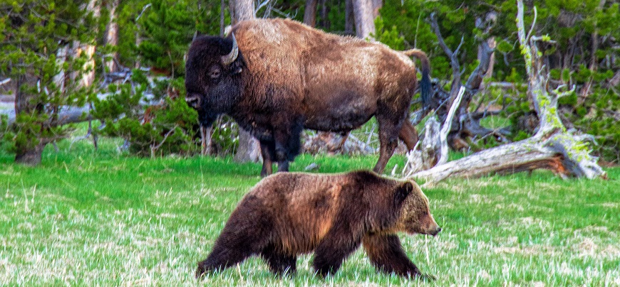 Bull and Bear Markets